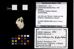 Foto (Objekt + Etikett) von Goniodromites bidentatus (Reuss, 1859)  (NHMW-GEO-1990-0041-0421)